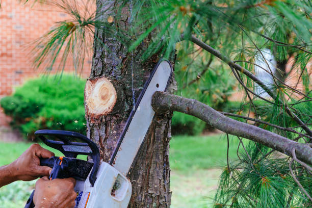 Why Choose Our Tree Removal Services in Phillipsburg, NJ?